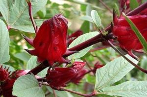 Roselle kivonat