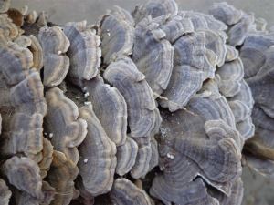 Coriolus Versicolor kivonat