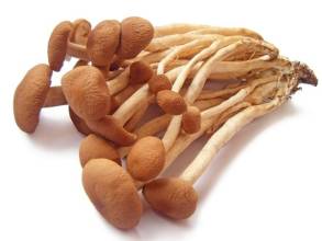 Agrocybe Cylindracea kivonat