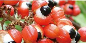 Guarana kivonat