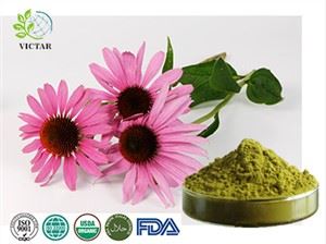 Echinacea kivonat por