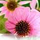 Az Echinacea kivonat gyors megjelenése