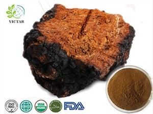 Organikus Chaga gomba kivonat por